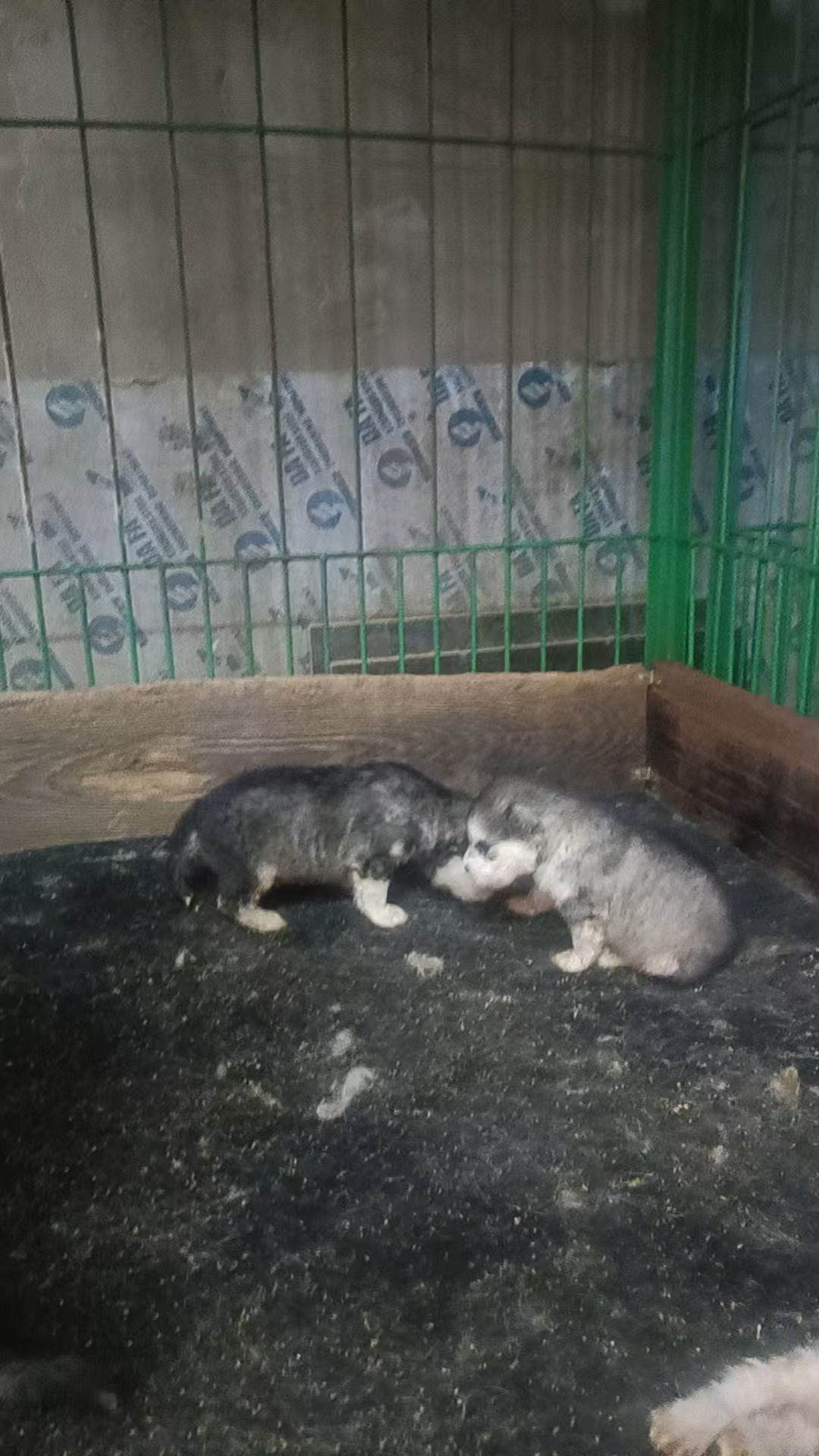 阿拉斯加犬